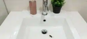 where do roaches come from in the bathroom