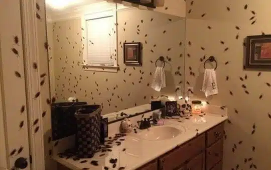 what attaracts roaches to bathrooms