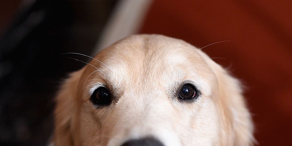Everything you need to know about adopting a new dog