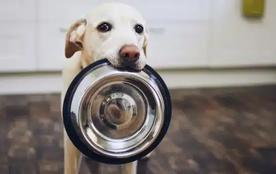 Basic facts you need to know about dog food